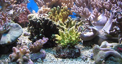 images/imageshover/korallen.jpg#joomlaImage://local-images/imageshover/korallen.jpg?width=397&height=210